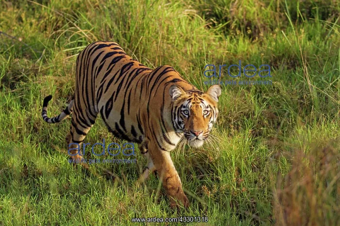 : 80184715 Royal Bengal Tiger Tadoba Andheri Tiger : 80184715 Royal Bengal Tiger Tadoba Andheri Tiger