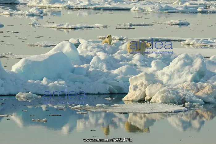 : 80184745 Polar Bear - sow with cub on pack ice Svalbard : 80184745 Polar Bear - sow with cub on pack ice Svalbard