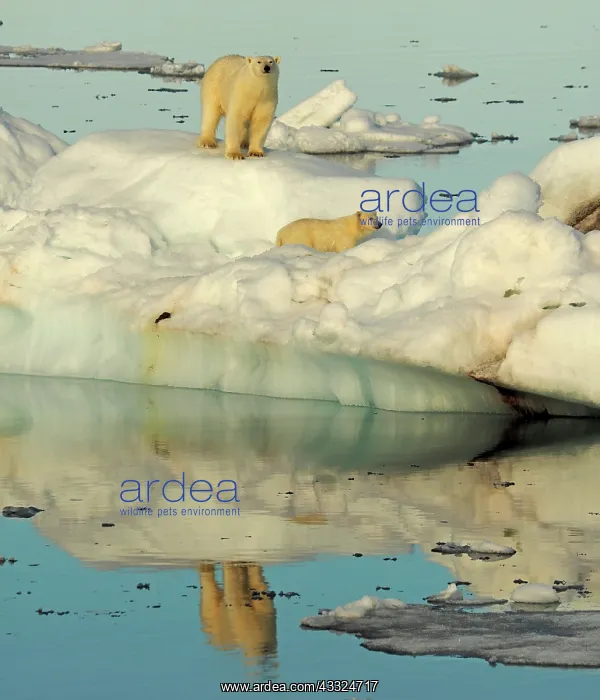: 80184746 Polar Bear - sow with cub on pack ice Svalbard : 80184746 Polar Bear - sow with cub on pack ice Svalbard
