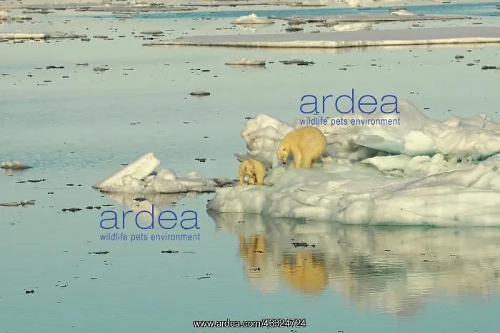 : 80184747 Polar Bear - sow with cub on pack ice Svalbard : 80184747 Polar Bear - sow with cub on pack ice Svalbard