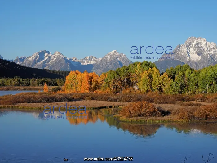 : 80184749 Oxbow Bend - foliage with Mount Moran in : 80184749 Oxbow Bend - foliage with Mount Moran in