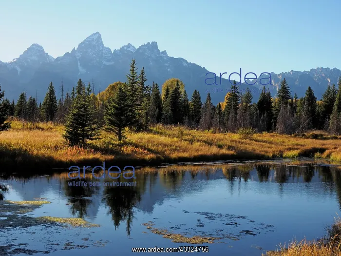 : 80184752 Grand Teton - view at Schwabacher Landing : 80184752 Grand Teton - view at Schwabacher Landing
