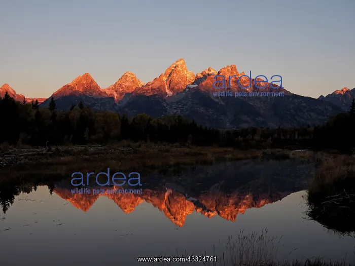 : 80184753 Grand Teton sunrise view at Schwabacher : 80184753 Grand Teton sunrise view at Schwabacher