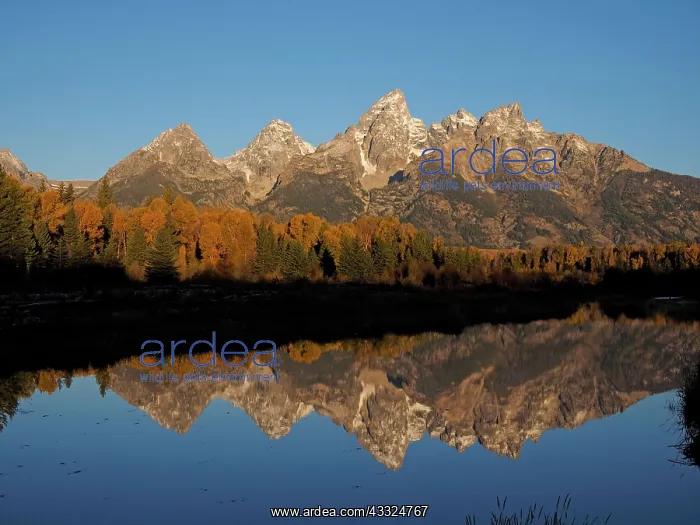 : 80184754 Grand Teton view at Schwabacher Landing : 80184754 Grand Teton view at Schwabacher Landing