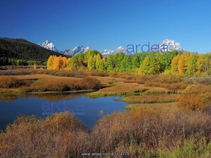 : 80184756 Oxbow Bend - Autumn colours Grand Teton : 80184756 Oxbow Bend - Autumn colours Grand Teton