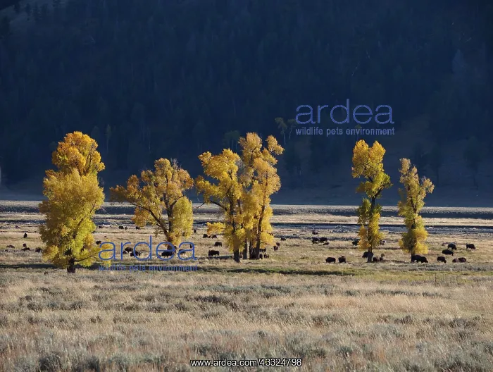 : 80184759 Bison - herd Lamar Valley, Yellowstone : 80184759 Bison - herd Lamar Valley, Yellowstone