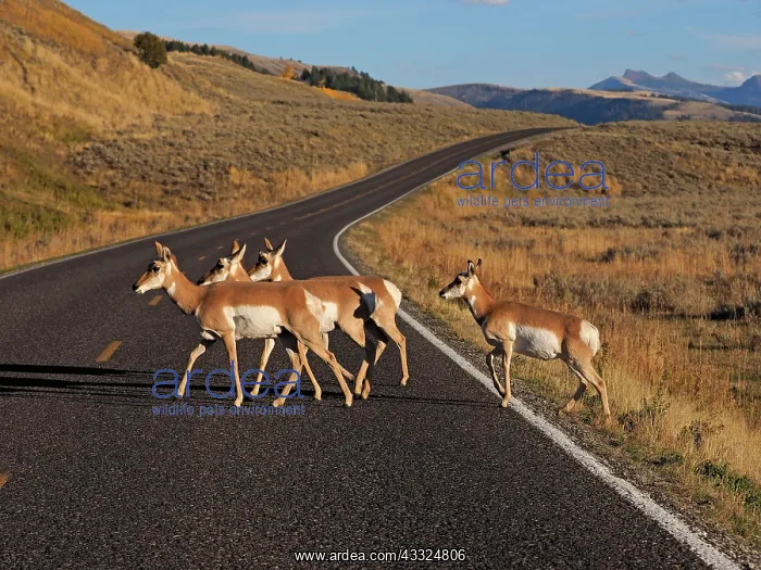 : 80184760 Pronghorn Antelope - group of females crossing : 80184760 Pronghorn Antelope - group of females crossing