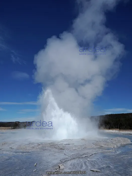  : 80184761 Fountain Geyser Lower Geyser Basin, Yellowstone