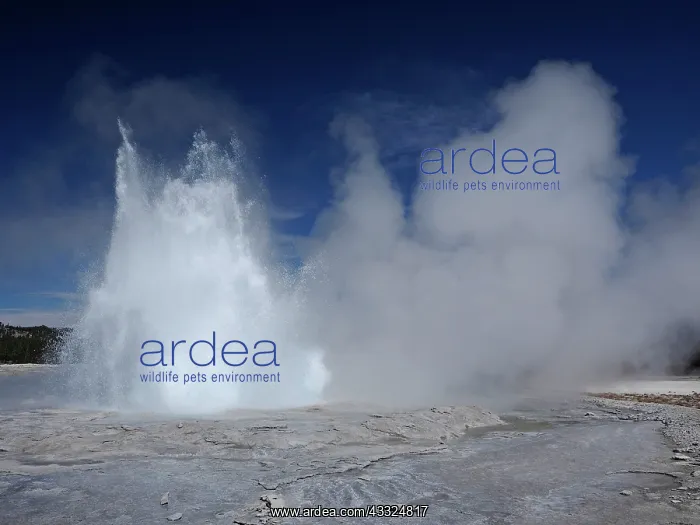 : 80184762 Fountain Geyser Lower Geyser Basin, Yellowstone : 80184762 Fountain Geyser Lower Geyser Basin, Yellowstone
