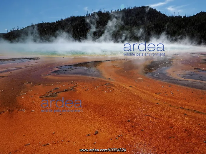 : 80184763 Grand Prismatic Spring, Midway Geyser Basin : 80184763 Grand Prismatic Spring, Midway Geyser Basin