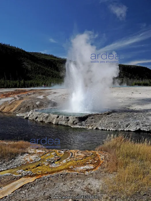  : 80184764 Cliff Geyser, Black Sand Basin Yellowstone