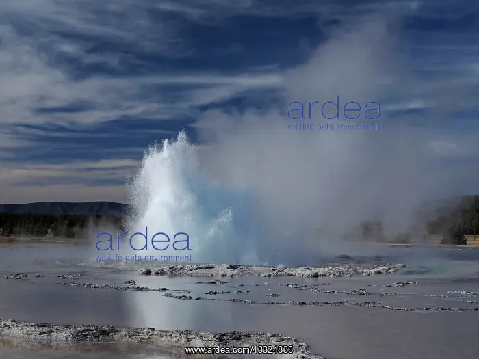: 80184765 Great Fountain Geyser Lower Geyser Basin : 80184765 Great Fountain Geyser Lower Geyser Basin