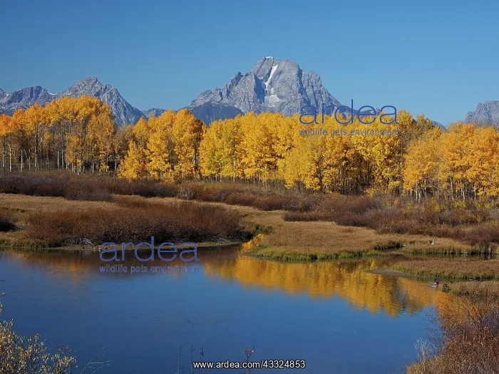 : 80184769 Autumn colour at Oxbow bend with Mount : 80184769 Autumn colour at Oxbow bend with Mount