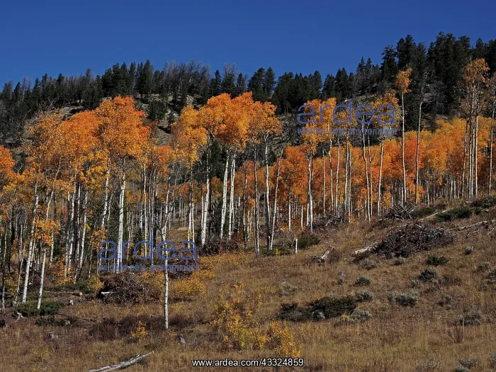 : 80184770 Aspen trees in autumn colour Bridger-Teton : 80184770 Aspen trees in autumn colour Bridger-Teton