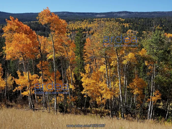 : 80184771 Aspen trees in autumn colour Bridger-Teton : 80184771 Aspen trees in autumn colour Bridger-Teton