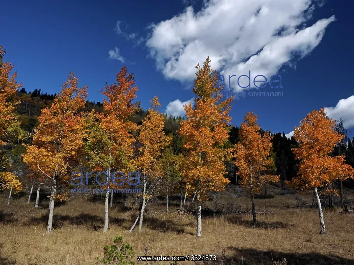 : 80184772 Aspen trees in autumn colour Bridger-Teton : 80184772 Aspen trees in autumn colour Bridger-Teton