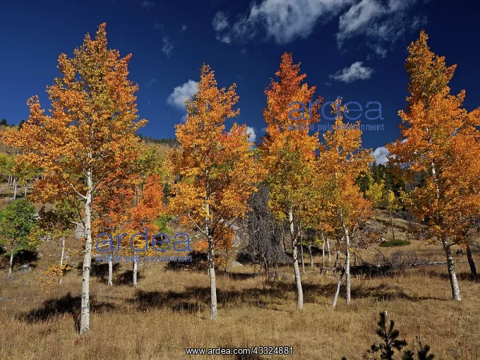 : 80184773 Aspen trees in autumn colour Bridger-Teton : 80184773 Aspen trees in autumn colour Bridger-Teton