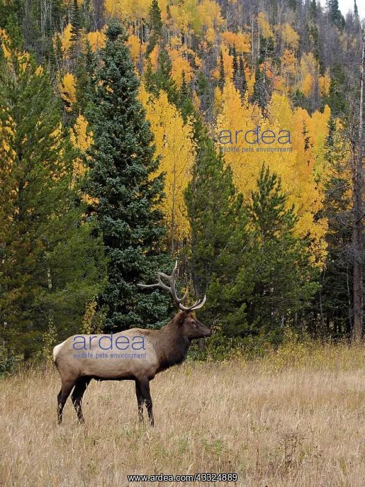 : 80184774 Elk - bull standing with autumn coloured : 80184774 Elk - bull standing with autumn coloured