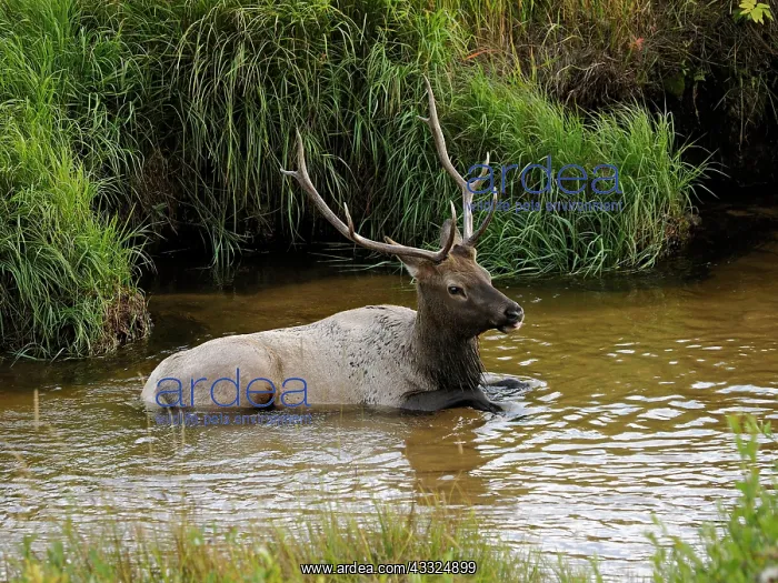 : 80184775 Elk - bull lying in river Rocky mountain : 80184775 Elk - bull lying in river Rocky mountain