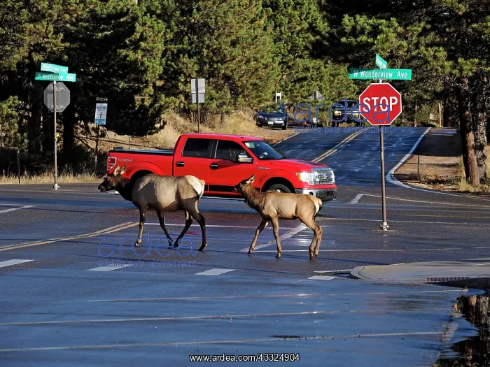 : 80184776 Elk - cow and calf crossing street in town : 80184776 Elk - cow and calf crossing street in town