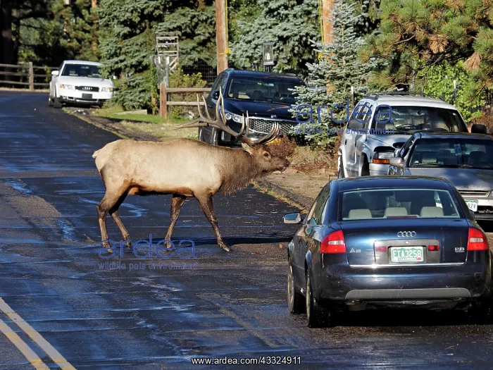 : 80184777 Elk - rutting bull crossing street in town : 80184777 Elk - rutting bull crossing street in town