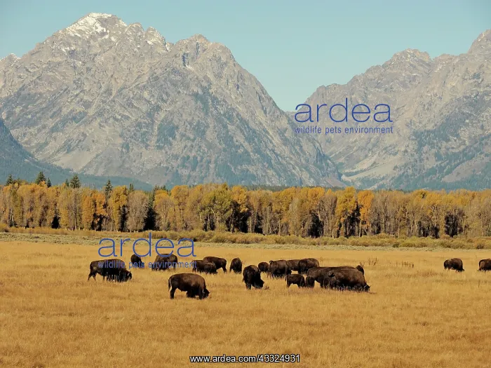 : 80184780 Bison - herd with mountains in behind Grand : 80184780 Bison - herd with mountains in behind Grand