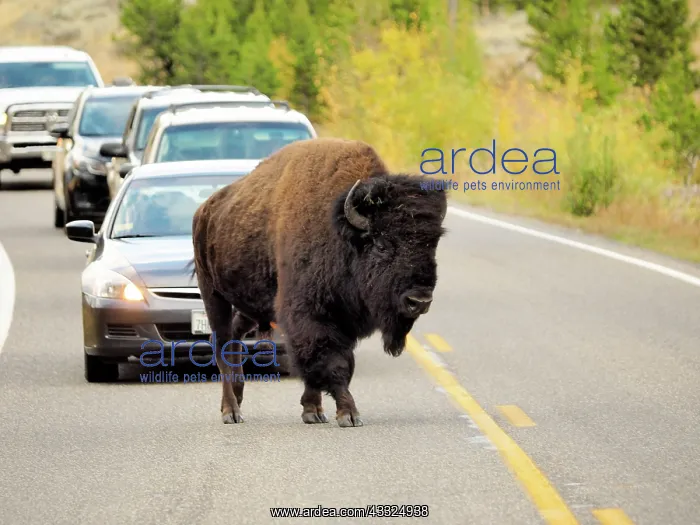 : 80184781 Bison - bull crossing road Yellostone National : 80184781 Bison - bull crossing road Yellostone National