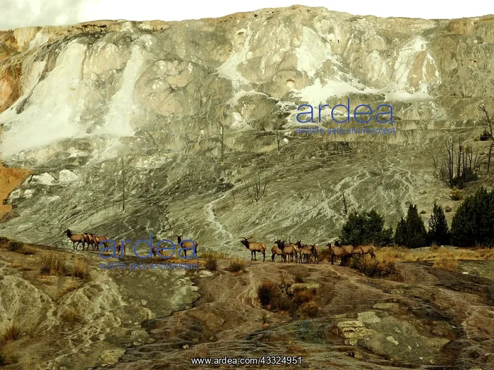 : 80184783 Elk - herd at Mammoth Hot Springs Yellowstone : 80184783 Elk - herd at Mammoth Hot Springs Yellowstone