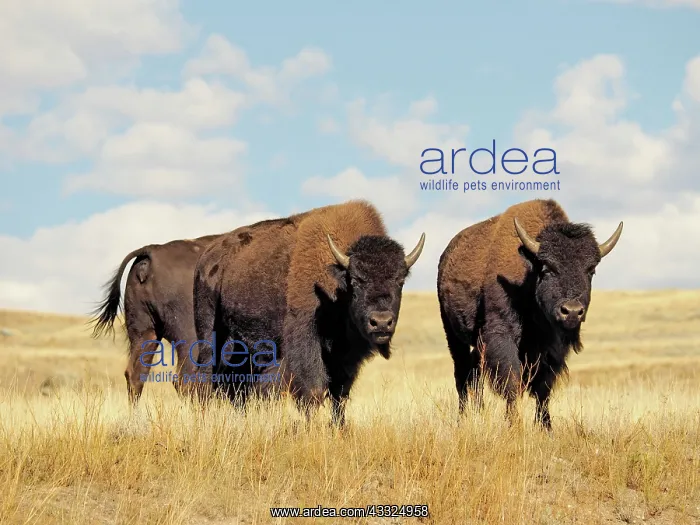 : 80184784 Bison - cows Yellostone National Park : 80184784 Bison - cows Yellostone National Park
