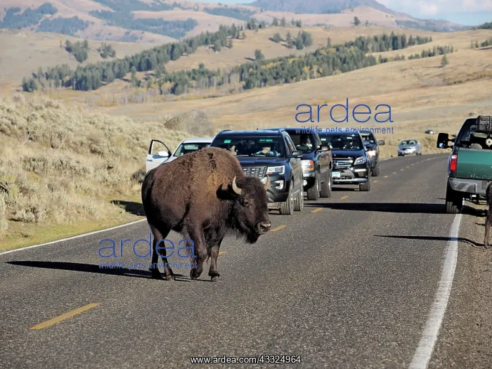 : 80184785 Bison - cow crossing road Yellostone National : 80184785 Bison - cow crossing road Yellostone National