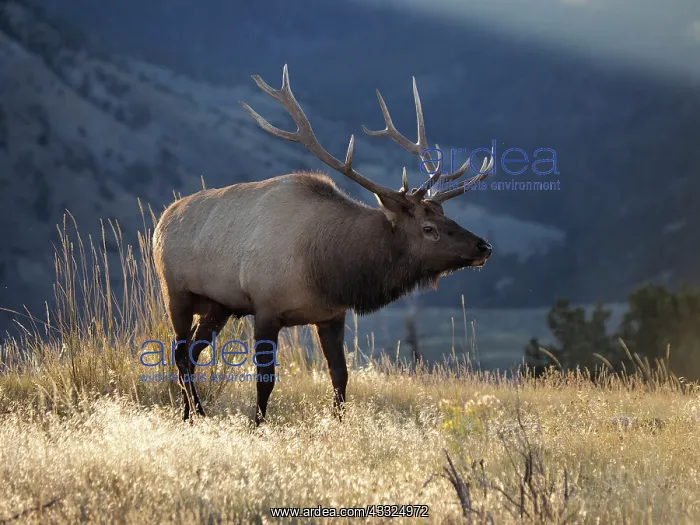 : 80184786 Elk - bull in rut season Yellowstone National : 80184786 Elk - bull in rut season Yellowstone National