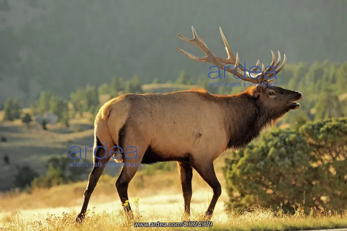 : 80184787 Elk - bull in rut season Yellowstone National : 80184787 Elk - bull in rut season Yellowstone National