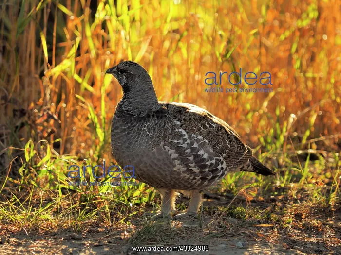 : 80184788 Ruffed Grouse - in autumn light Yellowsone : 80184788 Ruffed Grouse - in autumn light Yellowsone