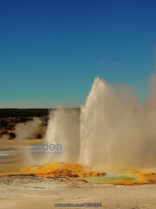 : 80184789 Clepsydra Geyser Lower Geyser Basin, Yellowstone : 80184789 Clepsydra Geyser Lower Geyser Basin, Yellowstone