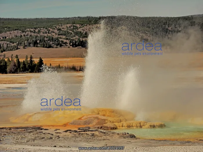 : 80184790 Clepsydra Geyser Lower Geyser Basin, Yellowstone : 80184790 Clepsydra Geyser Lower Geyser Basin, Yellowstone