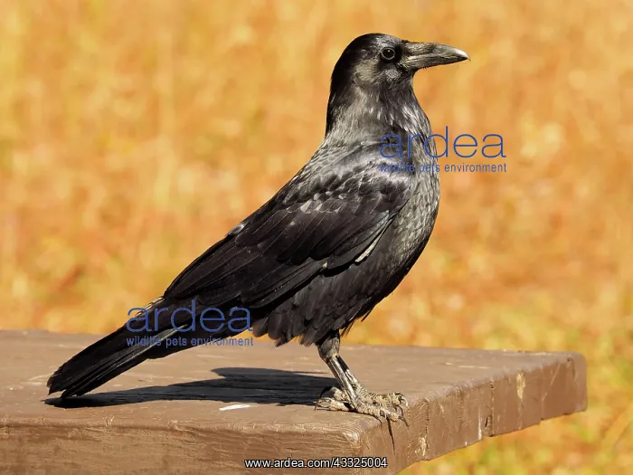 : 80184791 Common Raven - sitting on picnic table : 80184791 Common Raven - sitting on picnic table