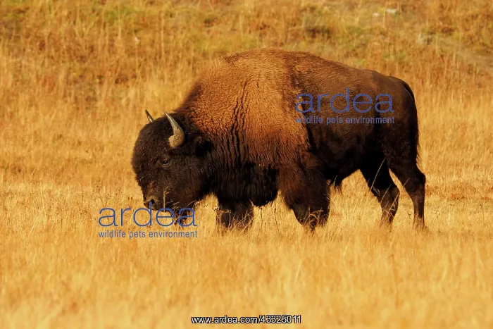 : 80184792 Bison - bull Yellostone National Park : 80184792 Bison - bull Yellostone National Park