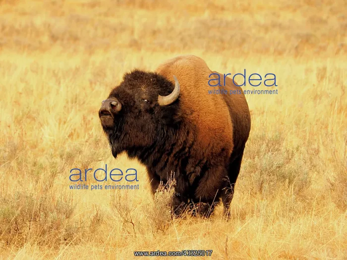  : 80184793 Bison - bull in rut season Yellostone National