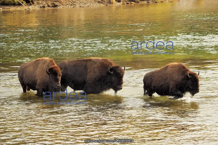 : 80184794 Bison - herd crossing yellowstone river : 80184794 Bison - herd crossing yellowstone river
