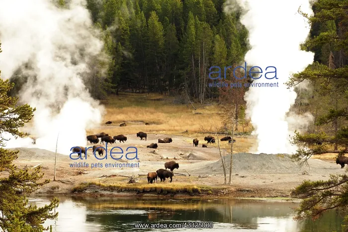 : 80184795 Bison - herd in mud volcano thermal area : 80184795 Bison - herd in mud volcano thermal area
