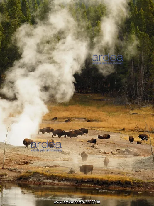 : 80184796 Bison - herd in mud volcano thermal area : 80184796 Bison - herd in mud volcano thermal area