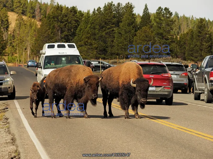 : 80184797 Bison - herd crossing road Yellostone National : 80184797 Bison - herd crossing road Yellostone National