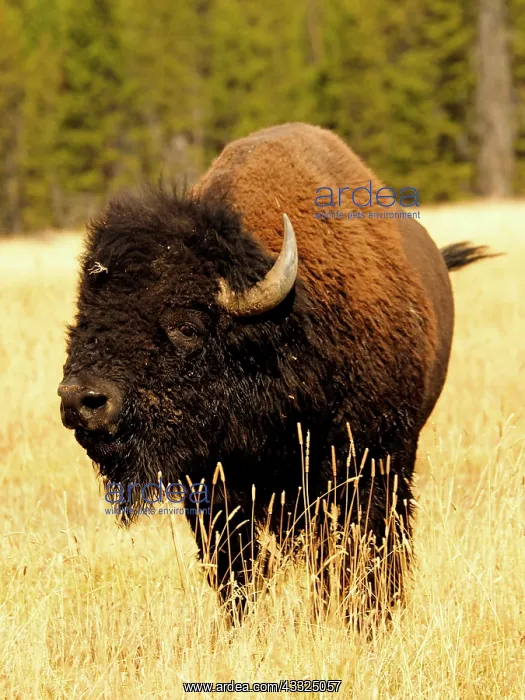  : 80184798 Bison - bull Yellostone National Park
