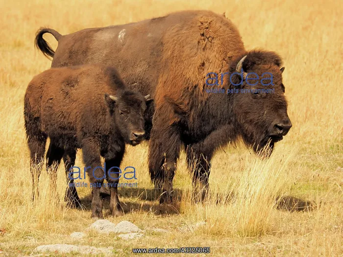 : 80184799 Bison - cow and calf Yellostone National : 80184799 Bison - cow and calf Yellostone National