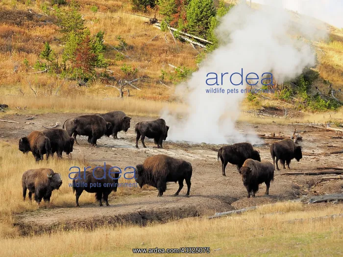 : 80184800 Bison - herd in mud volcano thermal area : 80184800 Bison - herd in mud volcano thermal area