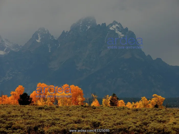 : 80184801 Autumn scenery - with Grand Teton peak : 80184801 Autumn scenery - with Grand Teton peak