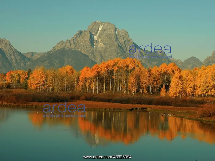 : 80184802 Autumn Foliage at Oxbow bend with Mount : 80184802 Autumn Foliage at Oxbow bend with Mount