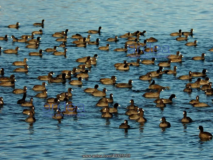 : 80184803 American Coot - flock - Jackson Lake Grand : 80184803 American Coot - flock - Jackson Lake Grand