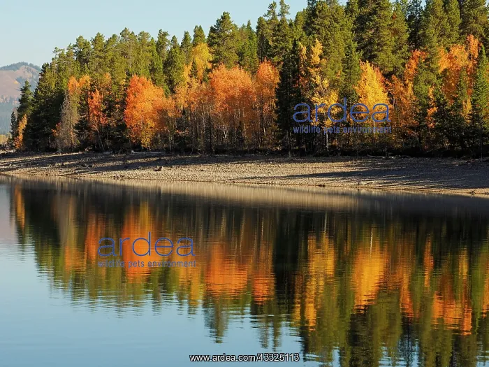 : 80184804 Autumn Foliage - Jackson Lake Grand Teton : 80184804 Autumn Foliage - Jackson Lake Grand Teton