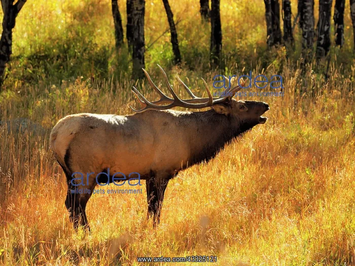 : 80184805 Elk - bull bugling in rutting season Rocky : 80184805 Elk - bull bugling in rutting season Rocky